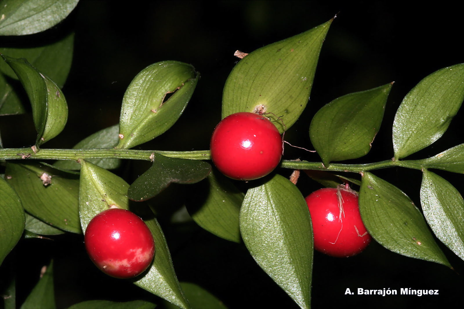 Butchers Broom Naturally Grown Tea Tisane Healthy Kidney & Gall Stones Haemorrhoids
