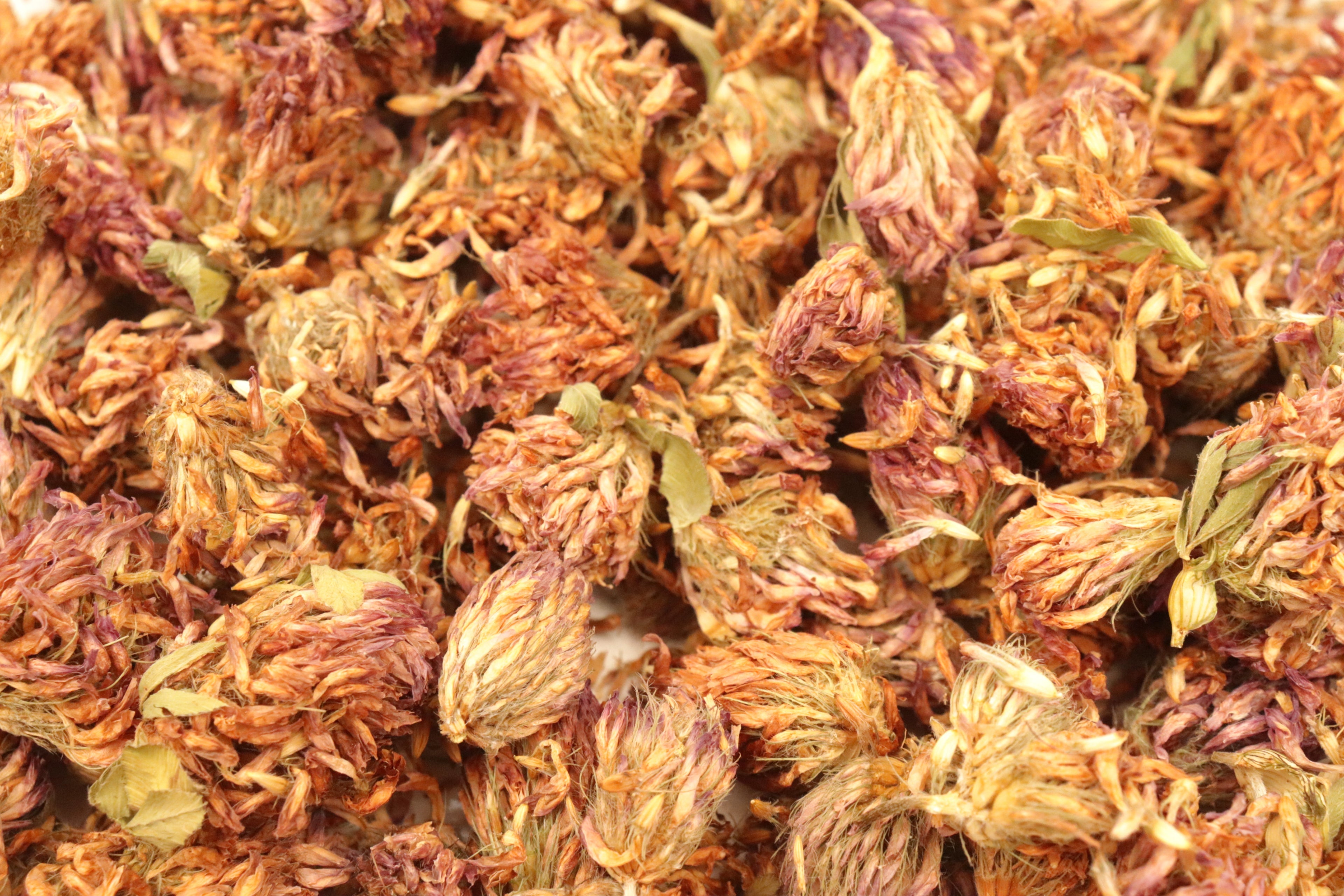Red Clover Flower Tea Natural Menopause Osteoporosis Blood Thinner Whole Flowers