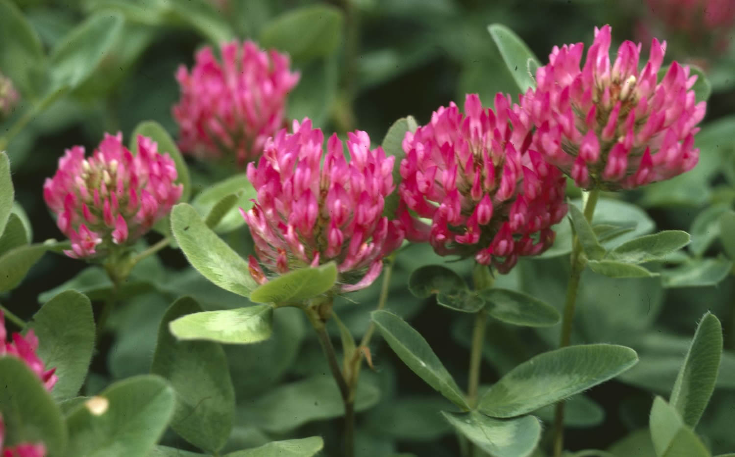 Red Clover Flower Tea Natural Menopause Osteoporosis Blood Thinner Whole Flowers