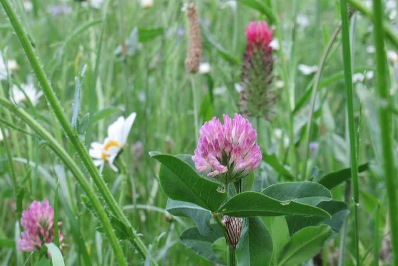 Red Clover Flower Tea Natural Menopause Osteoporosis Blood Thinner Whole Flowers