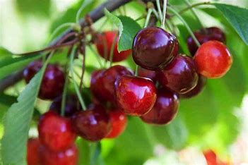 Rooibos Morello Cherry High Grade Redbush Helps Fight Colds Very Healthy Caffeine Free