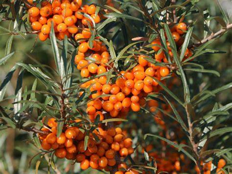Motivation Herbal Tea Infusion Sea Buckthorn Vitamin Mineral Rich Healthy