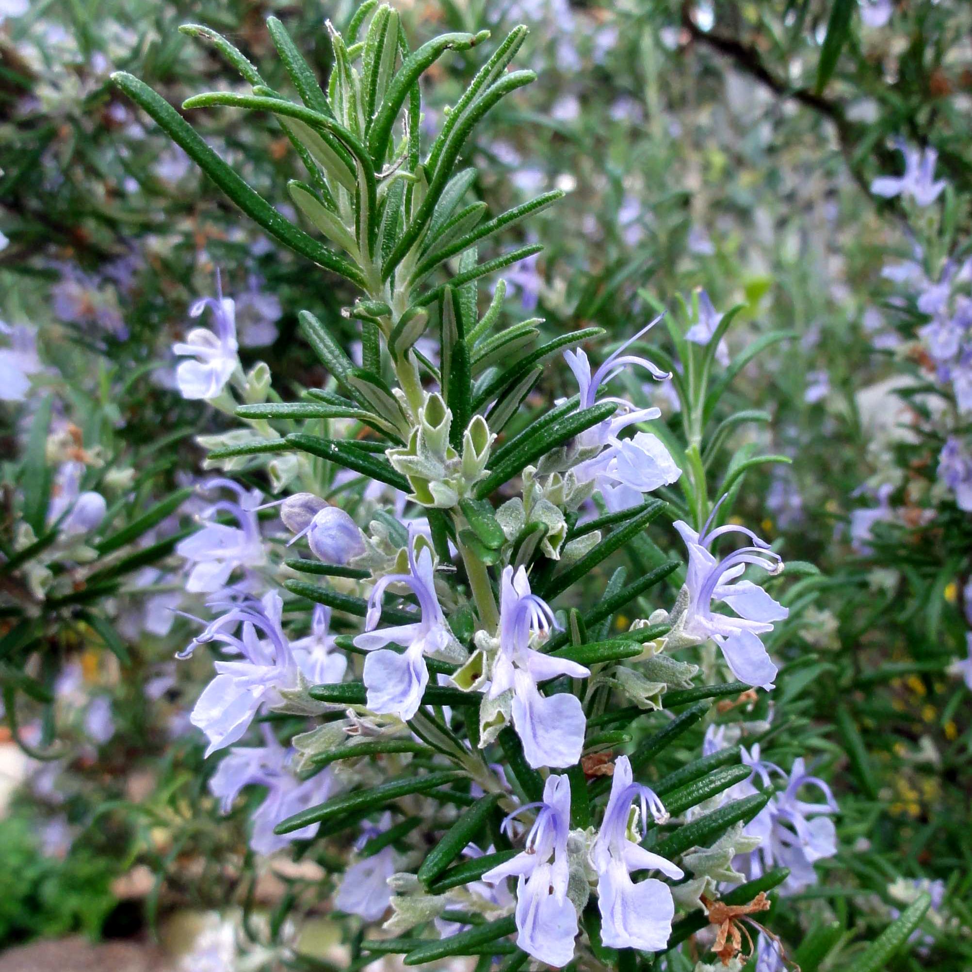 Rosemary Leaf Tea Loose Leaf Healthy Herbal Tea Depression Headache Memory