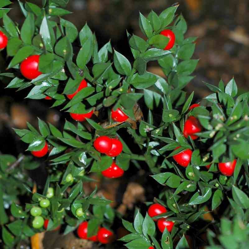 Butchers Broom Naturally Grown Tea Tisane Healthy Kidney & Gall Stones Haemorrhoids