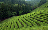 Sencha Wakame Seaweed Mate Lemongrass Whole Leaf Green Tea Beautifully Scented