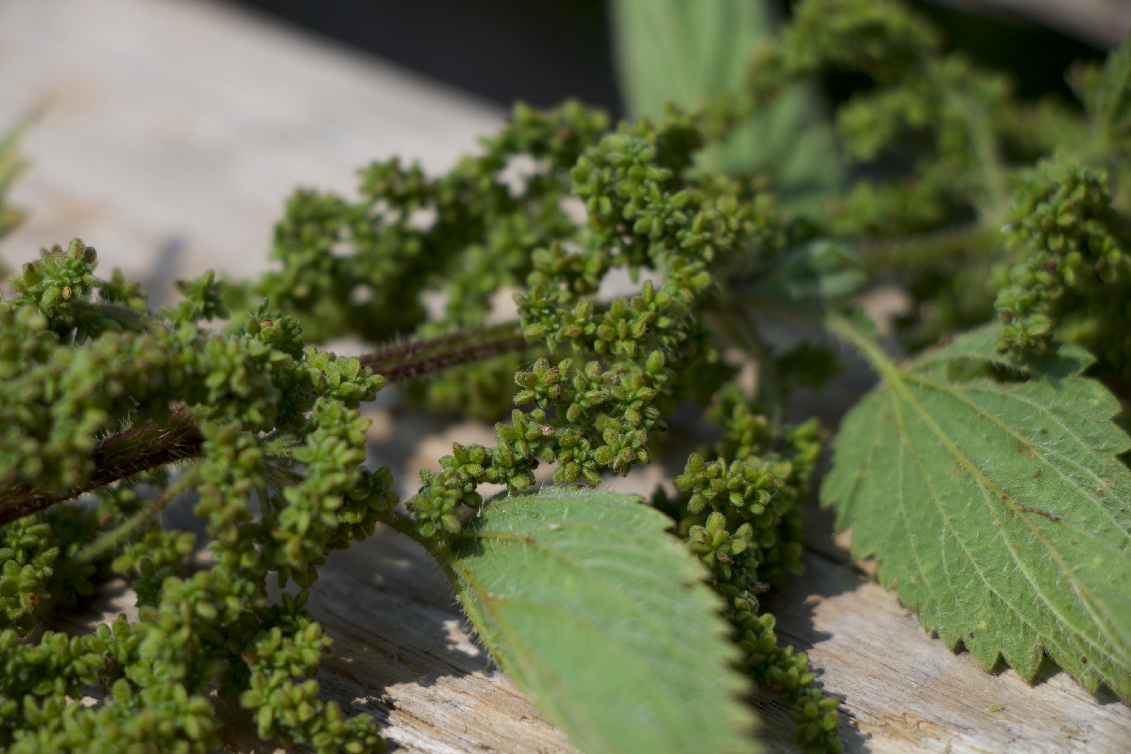 Stinging Nettle Seed Tea Naturally Grown Herb Tea Or Tisane For Boosting Healthy Living