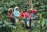 Sumatran Ketiara Co-operative Fair Trade Arabica Whole Coffee Beans