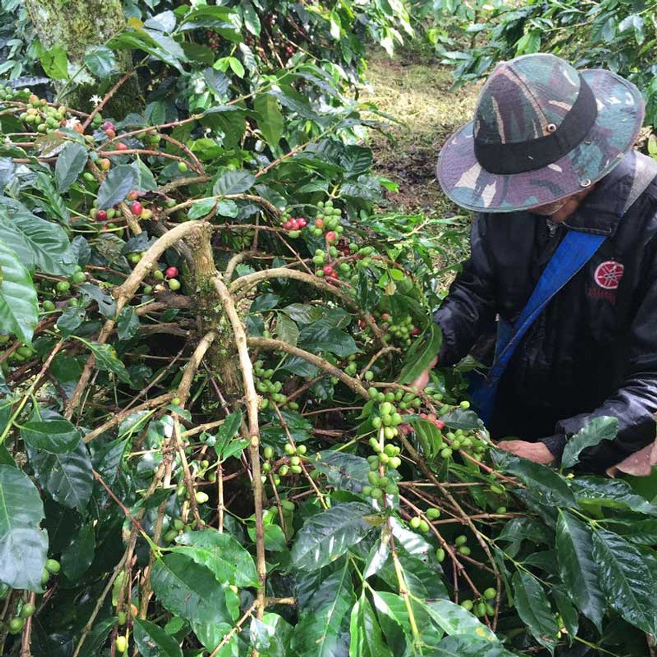 Sumatran Ketiara Co-operative Fair Trade Arabica Whole Coffee Beans
