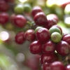 Timor-Leste Hand Picked Washed Whole Coffee Beans Medium Dark Roasted Coffee