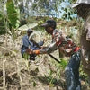 Timor-Leste Quirilelo Whole Coffee Beans Medium Dark Roasted Coffee