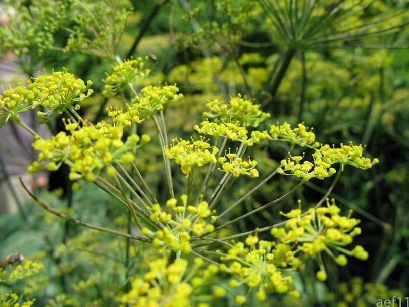 Triple Anisette Fennel Anise Caraway Seed Tea Herbal Infusion Mind Body Spirit Lovely