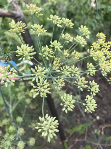 Triple Anisette Fennel Anise Caraway Seed Tea Herbal Infusion Mind Body Spirit Lovely