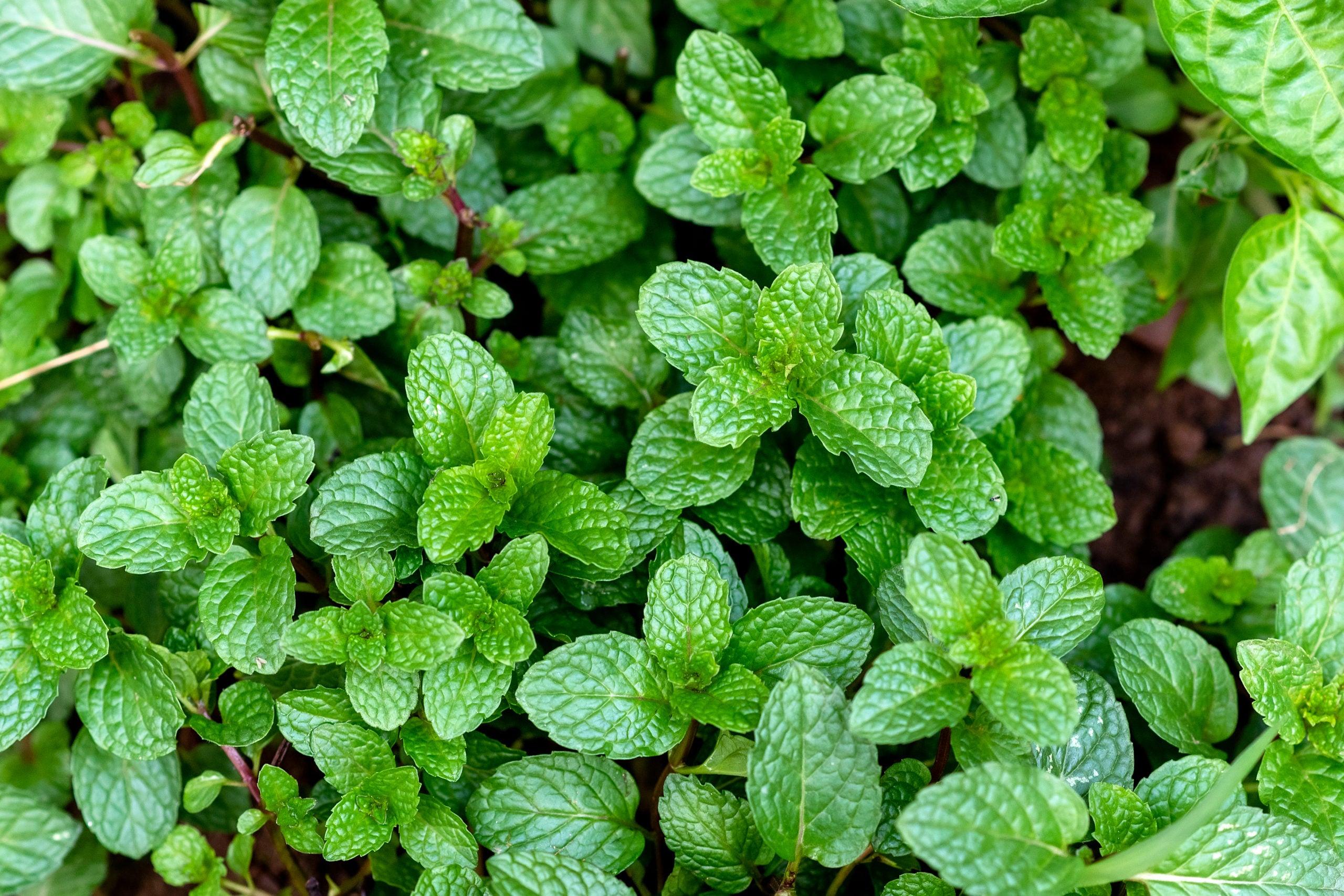 Triple Mint Spearmint Peppermint Herbal Infusion Cut Leaf Highest Quality Calming Effect Insomnia