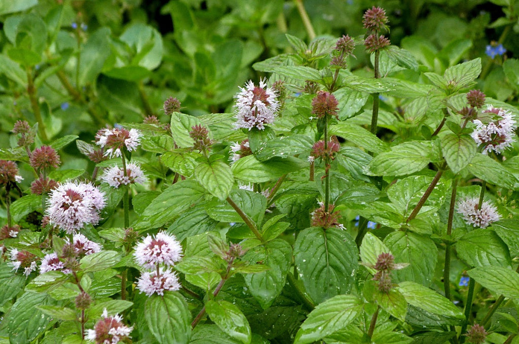 Triple Mint Spearmint Peppermint Herbal Infusion Cut Leaf Highest Quality Calming Effect Insomnia