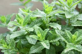 Triple Mint Spearmint Peppermint Herbal Infusion Cut Leaf Highest Quality Calming Effect Insomnia