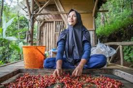 West Blue Java Whole Coffee Beans A Much Sought After Rare Indonesian Coffee