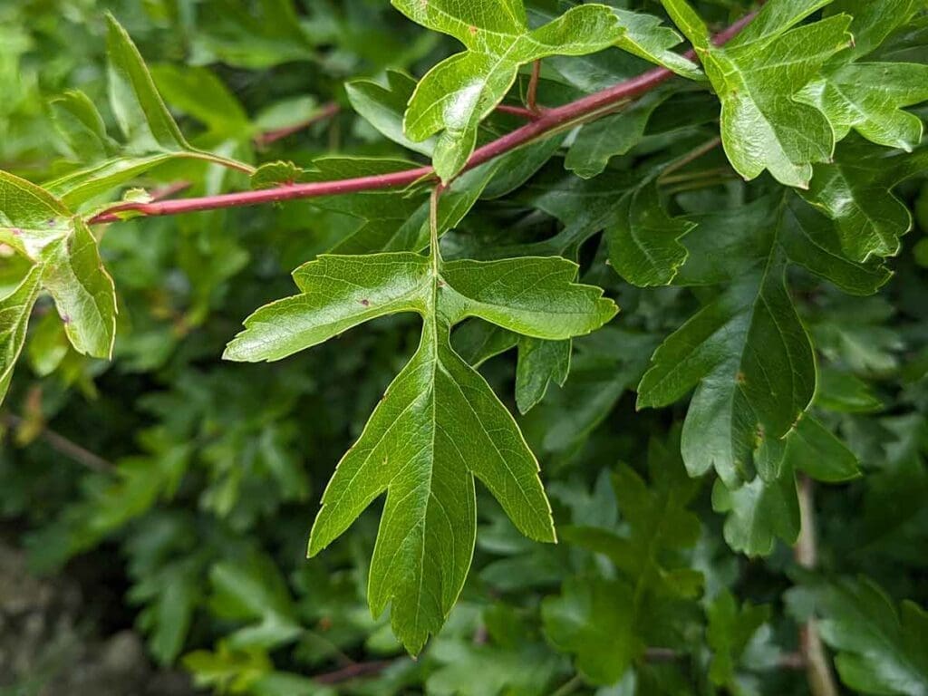 Hawthorn Shoots Herbal Loose Leaf Tea Tisane Infusion Anti-inflammatory Anxiety
