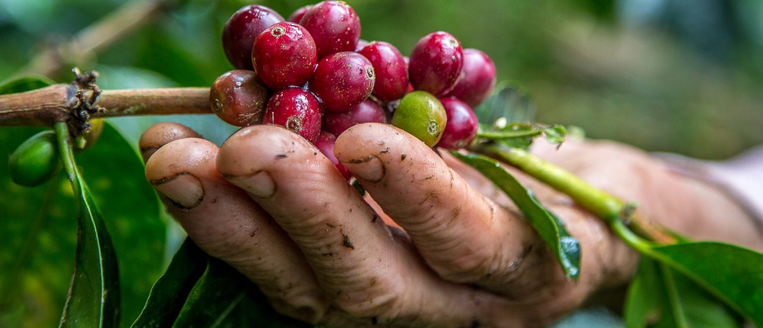 Honduras Aprocacerchil SHG Micro-lot 121 Whole Coffee Beans Justifiably Very Popular