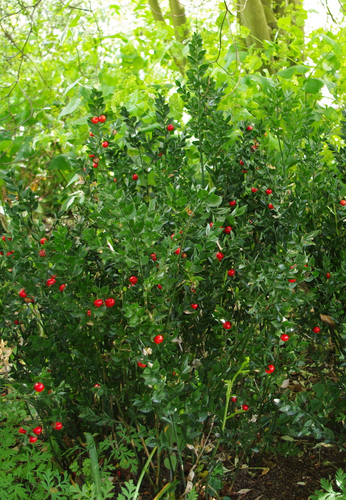 Butchers Broom Naturally Grown Tea Tisane Healthy Kidney & Gall Stones Haemorrhoids