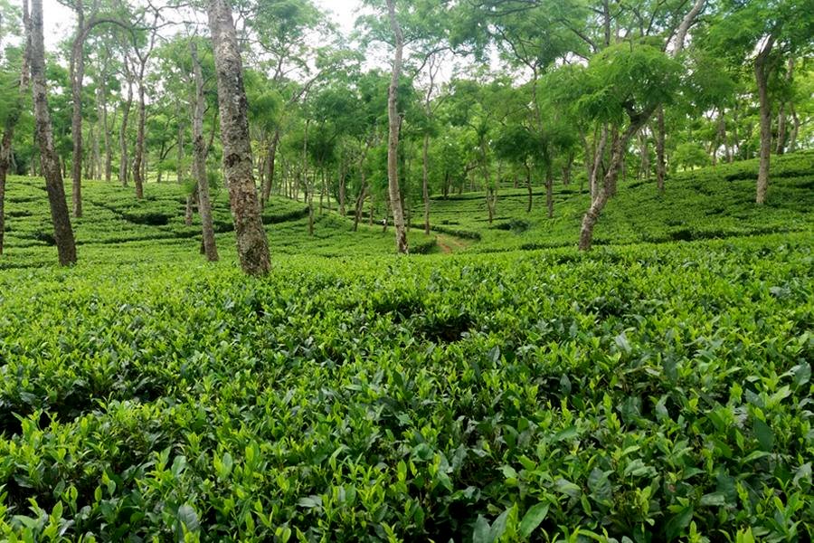 Assam Cherideo Purbat Broken Orange Pekoe Loose Leaf Black Tea Inexpensive