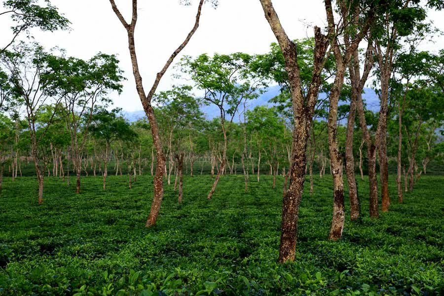 Assam Cherideo Purbat Broken Orange Pekoe Loose Leaf Black Tea Inexpensive