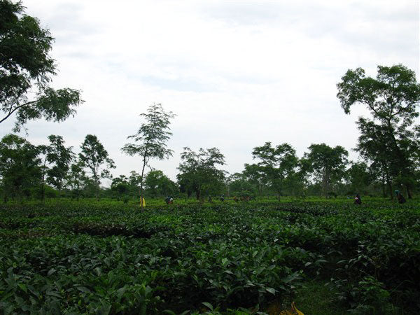 Assam Belseri Estate CTC Organic Fair Trade UTZ Loose Leaf Black Tea Gently Stirred