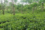 Assam Cherideo Purbat Orange Pekoe Organic Loose Leaf Black Tea Gently Stirred