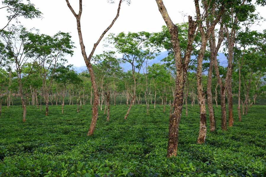 Assam Cherideo Purbat Orange Pekoe Organic Loose Leaf Black Tea Gently Stirred