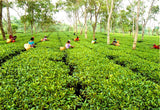 Assam Mangalam Estate Second Flush Broken Pekoe Souchong Breakfast Loose Leaf Tea Gently Stirred
