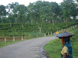 Bangladesh Phulbari Tea Estate