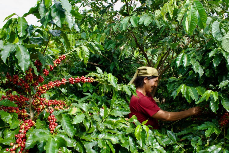 Bolivian Cafe de La Frontera Fair Trade Whole Coffee Beans Medium Roasted Coffee