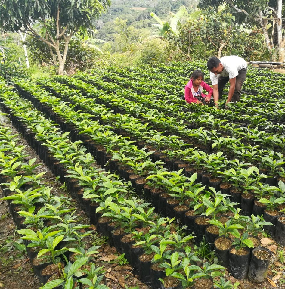 Bolivian Cafe de La Frontera Fair Trade Whole Coffee Beans Medium Roasted Coffee