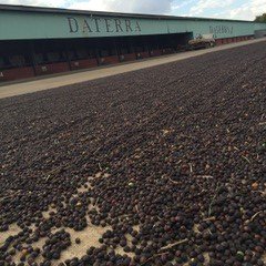 Brazilian Daterra Santa Colomba Rainforest Alliance Whole Coffee Beans