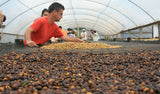 Brazilian Daterra Sunrise Rainforest Alliance Whole or Freshly Ground Coffee Beans