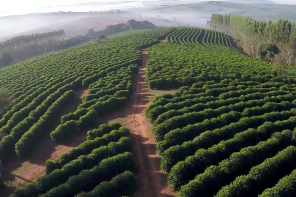 Brazilian Daterra Sunrise Rainforest Alliance Whole or Freshly Ground Coffee Beans