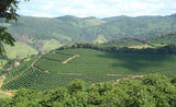 Brazilian Mantiqueira de Minas Fair Trade Whole Coffee Beans AB Grade Screen 15 Up