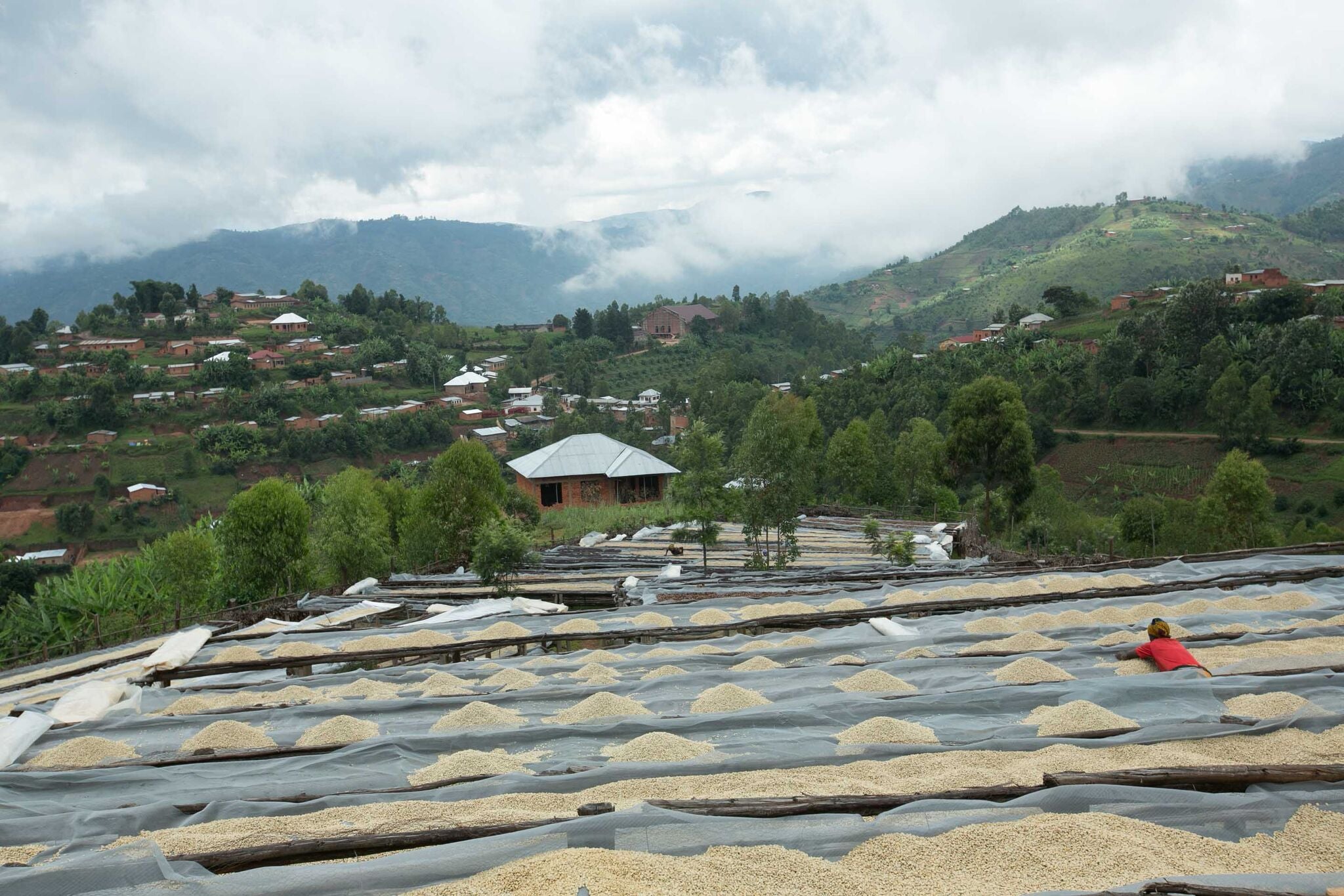 Burundi Gomvyi Mutambu Washed Hand Selected Whole Coffee Beans Gently Stirred