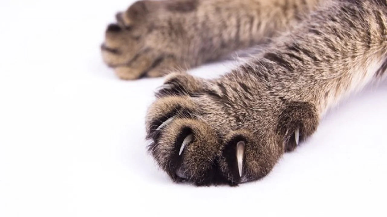 Cat's Claw Una de Gato Herbal Tea Alzheimer's Healthy Natural Tisane Infusion