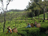 Ceylon Kenilworth Nuwara Eliya District OP Fair Trade Traditional Afternoon Tea