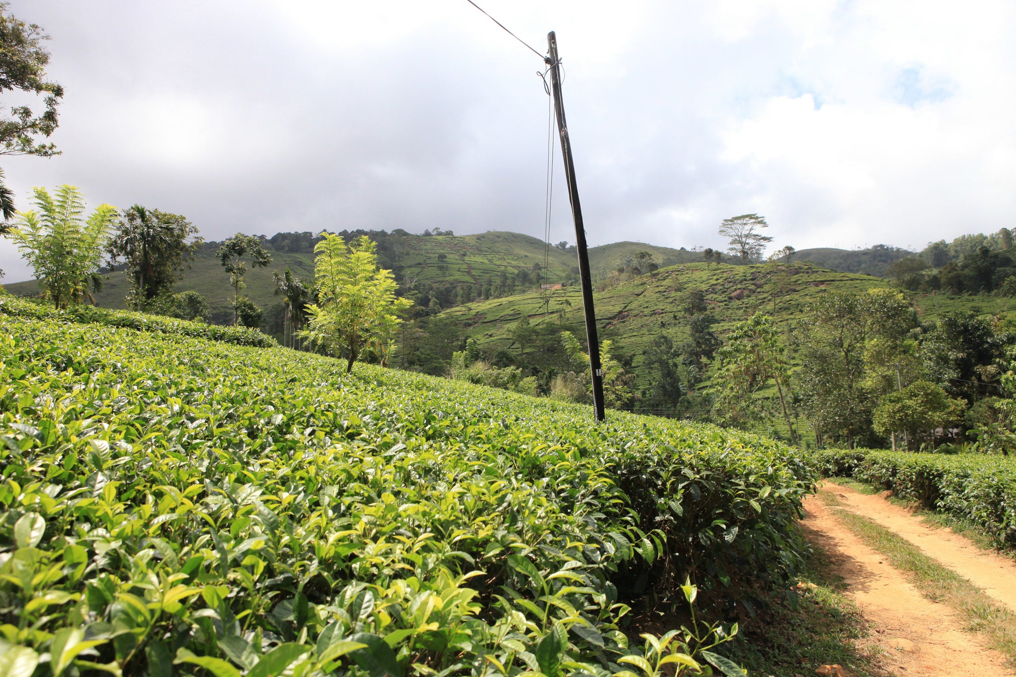 Ceylon Ruhana District Pekoe Low Grown Loose Leaf Black Tea Gently Stirred