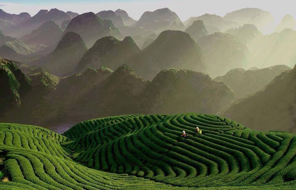 Black Sencha Chinese Loose Leaf Tea Low Astringency Great Taste Rare