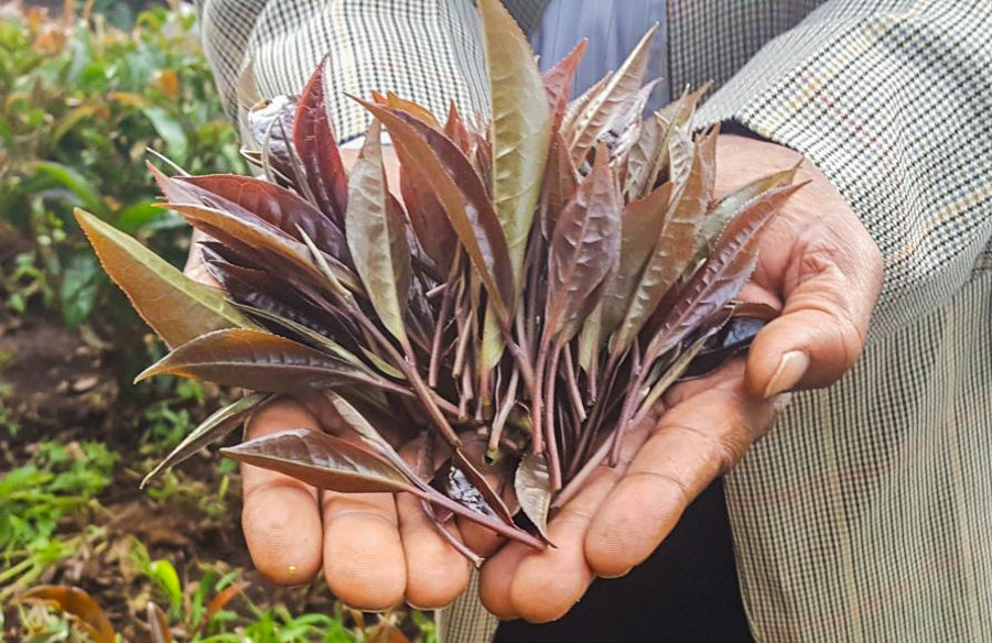 Chinese Purple Tea Loose Leaf Healthy Anthocyanin Antioxidant Free Radical Gently Stirred