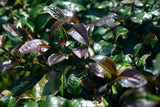 Chinese Purple Tea Loose Leaf Healthy Anthocyanin Antioxidant Free Radical Gently Stirred