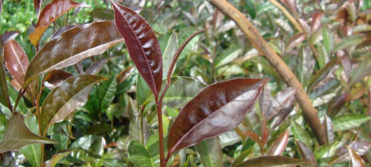 Chinese Purple Tea Loose Leaf Healthy Anthocyanin Antioxidant Free Radical Gently Stirred