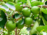 Citrus Grey Special Loose Leaf Black Tea Lime Blood Orange Green Mandarin