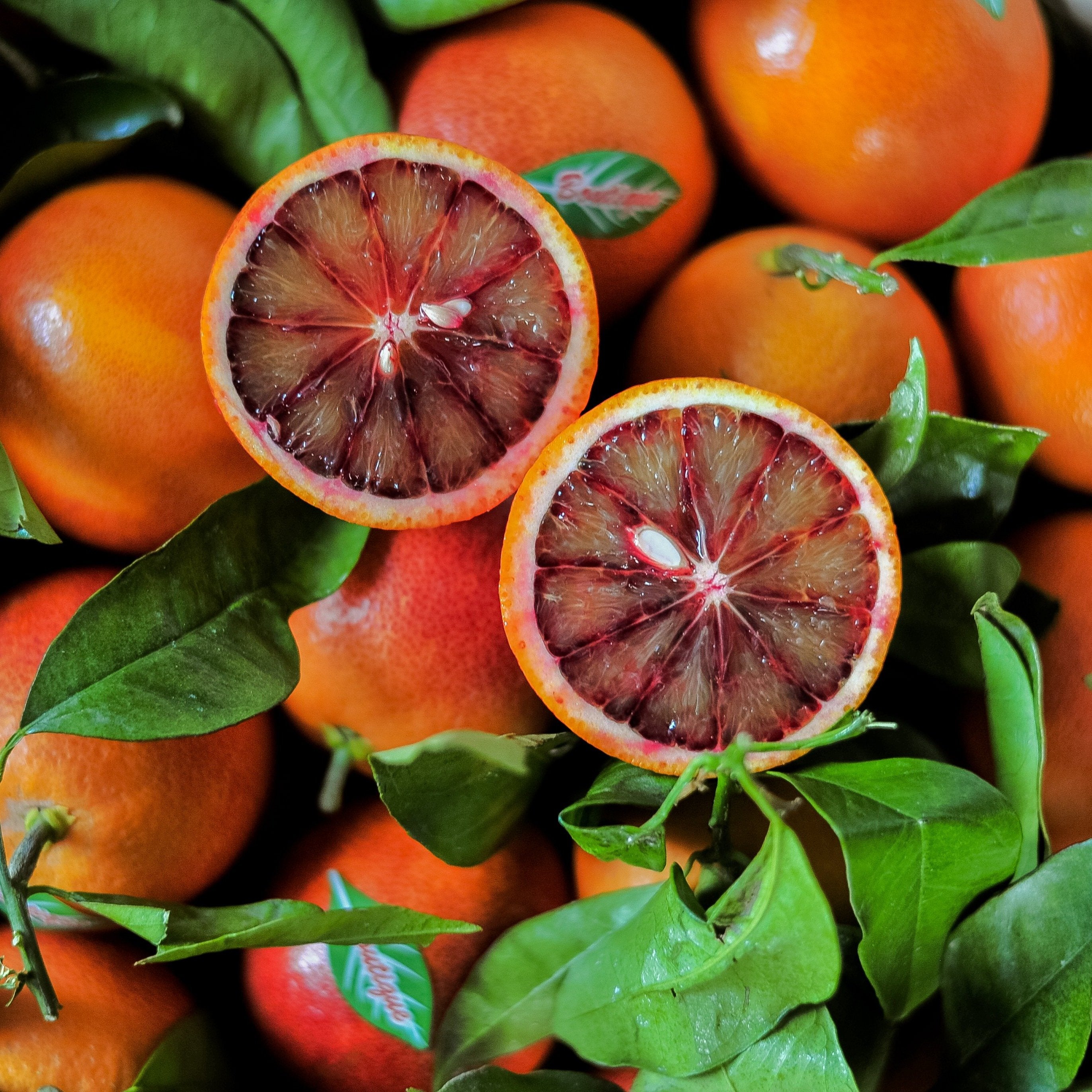 Citrus Grey Special Loose Leaf Black Tea Lime Blood Orange Green Mandarin