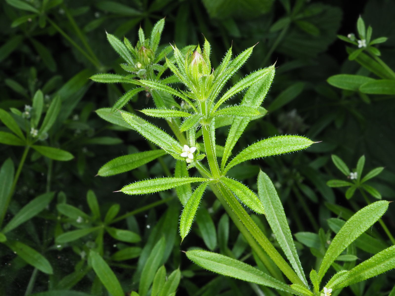 Cleavers Wild Picked Naturally Grown Herbal Tea Infusion Detoxing Psoriasis Loose Leaf Traditional