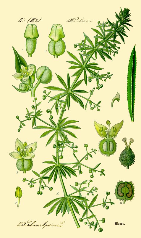 Cleavers Wild Picked Naturally Grown Herbal Tea Infusion Detoxing Psoriasis Loose Leaf Traditional
