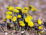 Coltsfoot Herbal Tea Infusion For Coughs Sore Throats Asthma Loose Leaf Traditional