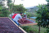 Costa Rica Zamorana San Isidro Alajuela Honey Process Whole Coffee Beans Medium Roast